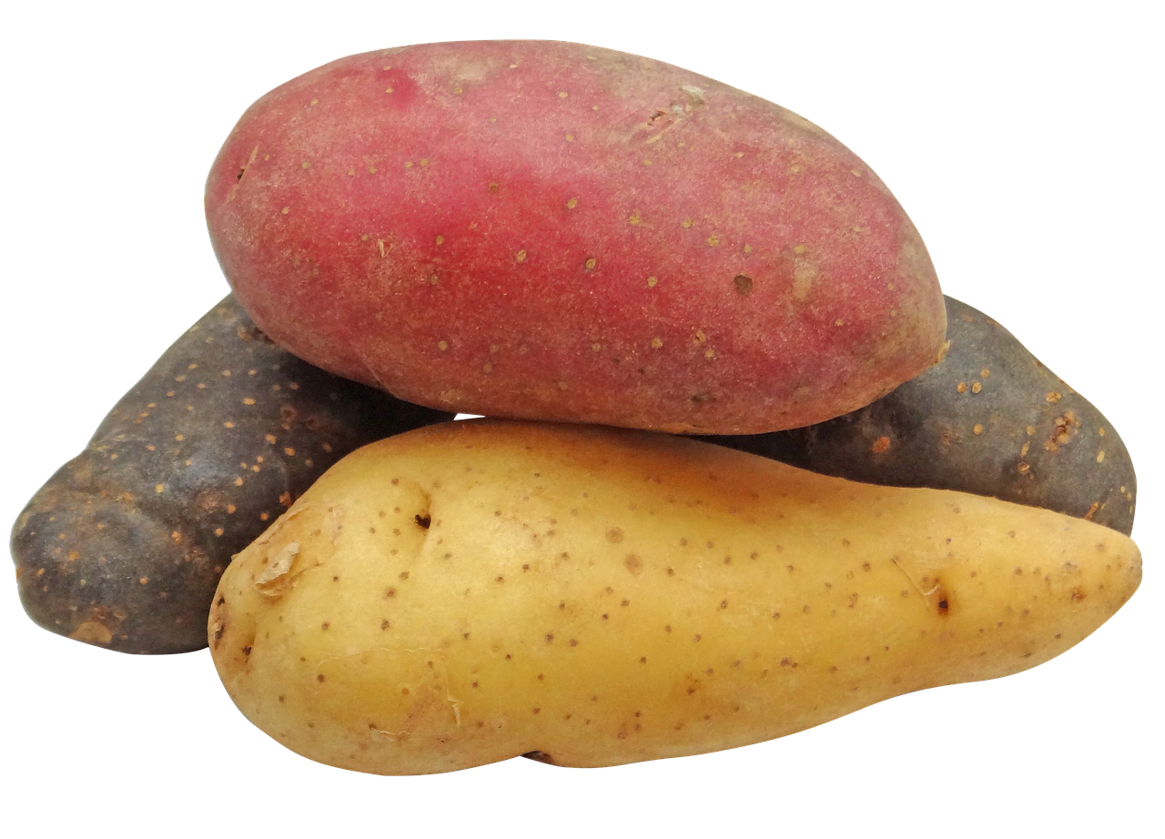 potato, fingerling, nature, rainbow, potatoes, potato, potato, potato, potato, potato, potatoes, potatoes