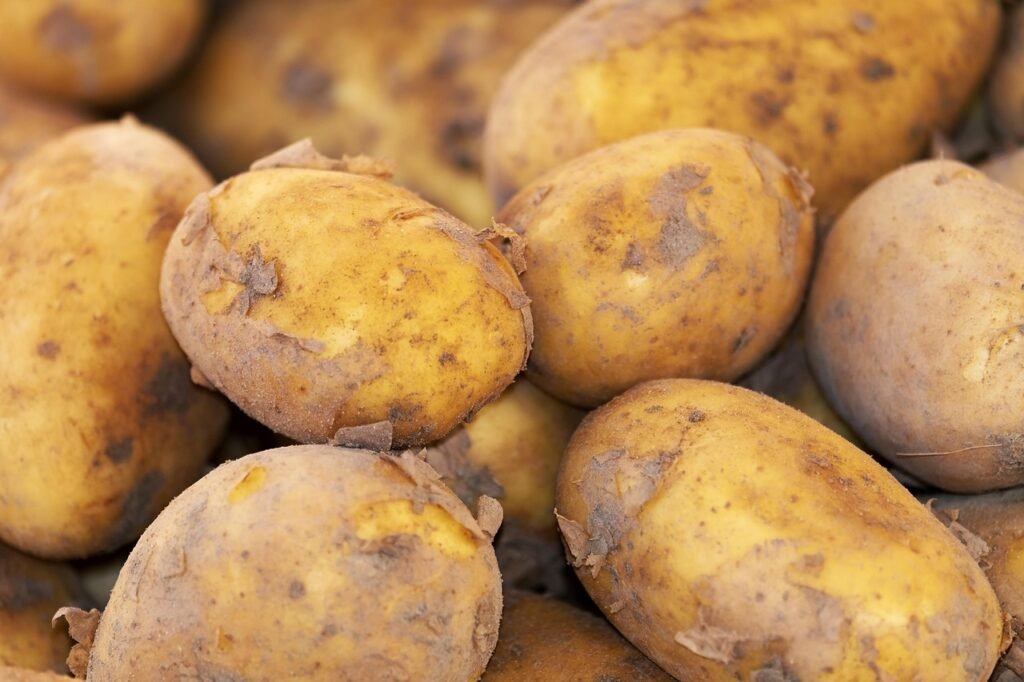 potato, new harvest, nature, nightshade plant, solanum tuberosum, crop, food, fresh, bio, natural product, potato, potato, potato, potato, potato