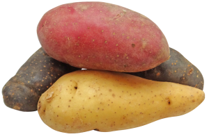 potato, fingerling, nature, rainbow, potatoes, potato, potato, potato, potato, potato, potatoes, potatoes